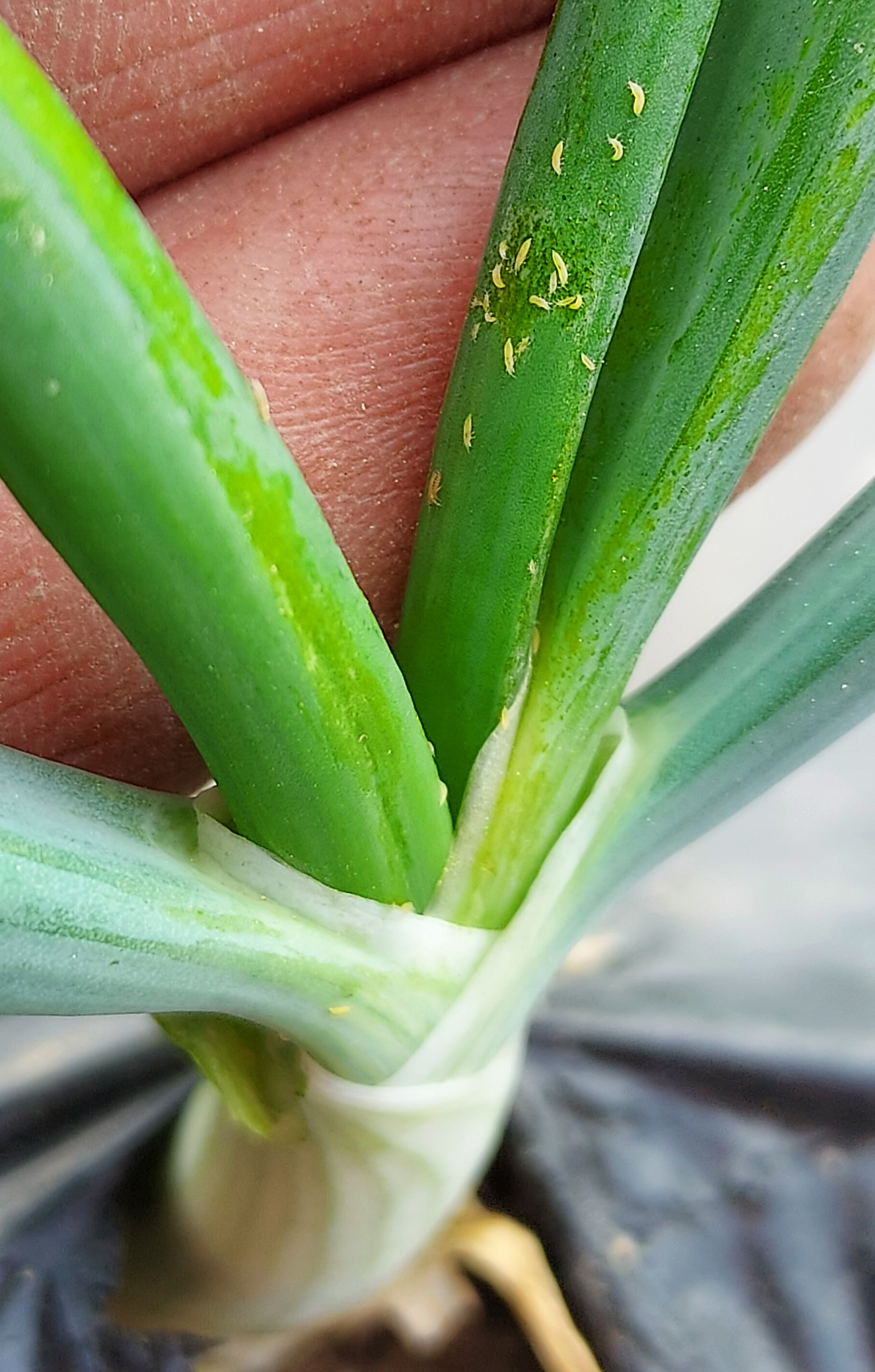 Onion thrips on an onion stem.